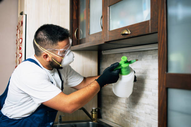 Best Wasp Removal Services  in Baden, PA