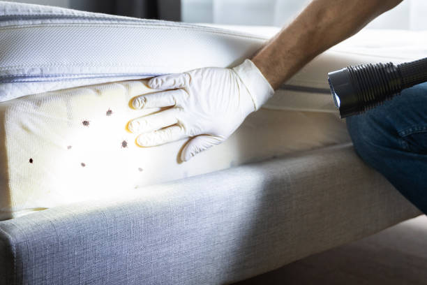 Best Affordable Pest Control Services  in Baden, PA