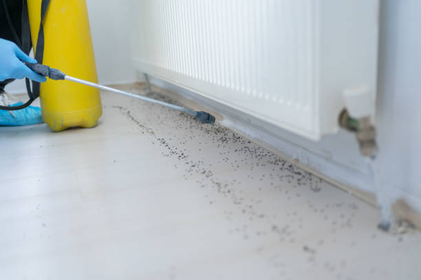 Best Rat Extermination Near Me  in Baden, PA